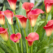 Calla 'Rouge'